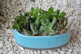 It's also sold as 'porous ceramic soil conditioner' under the brand if my tips and advice have been of value to you, you can leave me a tip via paypal, venmo, or sign up to be a monthly supporter on patreon! Best Soil For Succulents In Pots Succulents Grower