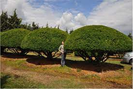 We did not find results for: Umbrella Plants International Tree Broker