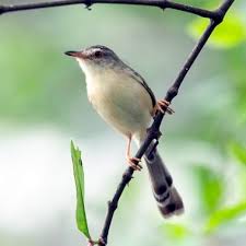 Ciblek kristal gacor ini ngebren ngonci, cocok untuk memaster burung lain atau burung sejenis. Daftar Harga Burung Ciblek Prenjak Terbaru Burung Pengicau