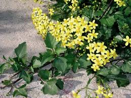 Image result for Senecio aetfatensis