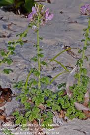 Image result for Cleome stricta
