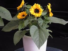 摘芯で超ミニひまわりの花を増やそう By Uesugi ヒマワリの栽培記録 育て方 そだレポ みんなの趣味の園芸