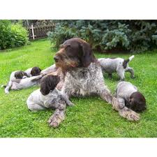 Image result for německý ohař drátosrstý stavba těla