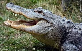 Florida Man Saves His Dog From Alligator In Pond New York Daily News