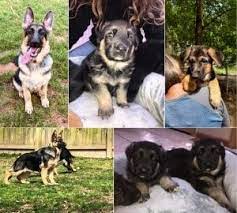 Upstate new york dog breeders. German Shepherd Dog Club Of America Gsdca German Upstate New York German Shepherds Akc German Shepherd Puppies Pup German Shepherd Breeders Dog Meet Dog Club