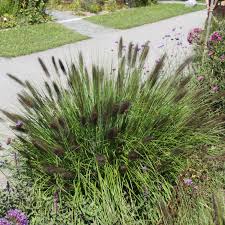 Infos zu sorten und winterhärte ✔ was tun, wenn das lampenputzergras nicht blüht? Lampenputzergras Pennisetum Alopec Moudry
