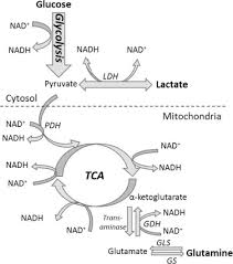 To help humanity thrive by enabling all teams to work together effortlessly. Biochemical And Metabolic Engineering Approaches To Enhance Production Of Therapeutic Proteins In Animal Cell Cultures Sciencedirect
