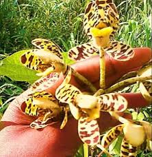 Image result for Rhipidoglossum kamerunense