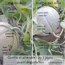 Savoir Reconnaitre Un Melon Mur A Point Un Matin Au Jardin