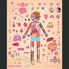 Crashcourse Anatomy And Physiology Poster Anatomy And Physiology Crash Course Anatomy