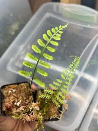 Image result for Asplenium emarginatum