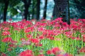 This page is about things that represent death,contains infographic: Why Are Red Spider Lily Called The Flower Of Death Quora