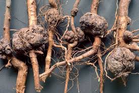 Image result for Rhizobium radiobacter, syn. Agrobacterium tumefaciens