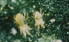 Image result for spotted spider mite