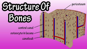 The vascular section contains blood. Structure Of Bone Tissue Bone Structure Anatomy Components Of Bones Youtube