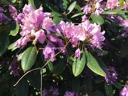 Pin By Kristin Husby Scheuer On Rhododendron Rhododendron Plants
