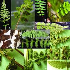 Image result for Woodsiaceae