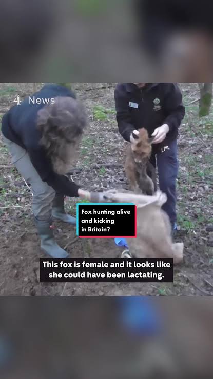 This is the moment a fox is rescued after being trapped in a bag and buried alive. Following the release of this exclusive footage, filmed by a hunt saboteur, the British fox hunting governing body ...