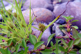 Image result for Cyperus squarrosus