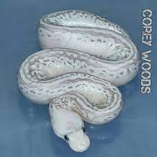 We did not find results for: Living Art Reptiles On Twitter This Is A Beauty Super Pastel Orange Ghost Lesser Red Axanthic Het Puzzle Ball Python Python Regius Photo Corey Woods Snake Reptile Livingart Lareptile Lareptiles