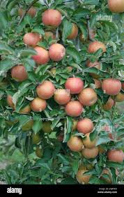 Image result for Chrysophyllum welwitschii