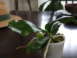 Image result for Aerangis kotschyana