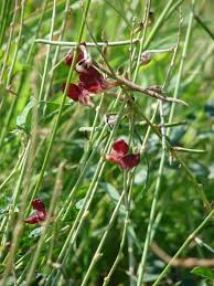 Image result for Macroptilium atropurpureum