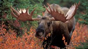 10 Gigantic Facts About Moose Mental Floss