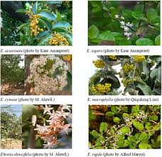 Image result for Ehretia obtusifolia