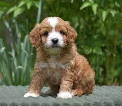 Check spelling or type a new query. Pin By Abbyd Fletcher On C U T I E S Cavapoo Puppies Cavapoo Puppies For Sale Puppies