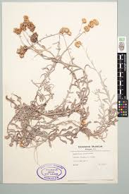 Image result for Pseudognaphalium luteo-album