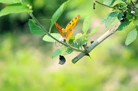 Rama yang paling cantik gambar unduh gratis imej musim bunga rama cantik warna re poster fail png rama biru cantik pera 抠 png bahan telus gambar unduh saya bukan editor koleksi gambar rama yang cantik mengharap redha ilahi jadilah spt rama yg cantik. Rama Rama Gambar Unduh Gratis Imej 480000646 Format Jpg My Lovepik Com