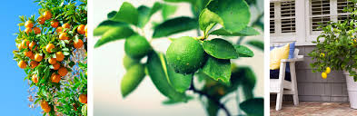 Lime trees grown from cuttings may produce blooms the first year after germination, and then not bloom. Citrus Tree Lifespan Care Planting Tips Summerwinds Az