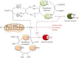 Possible Mechanisms Of Mercury Toxicity And Cancer Promotion Involvement Of Gap Junction Intercellular Communications And Inflammatory Cytokines