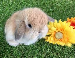 Expressions Of Interest Pure Bred Mini Lop Babies Rabbits Gumtree Australia Western Australia Perth Region 11257465 Cute Baby Bunnies Mini Lop Rabbit