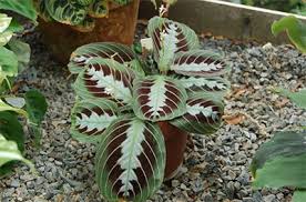 Would that be ok to use or should i just go out and buy some different soil. Prayer Plant Care Growing The Maranta Plant Epic Gardening