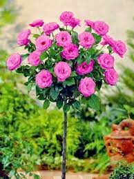 French Rose Tree Rose Trees Rose Garden Design Beautiful Flowers