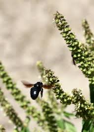 Yellow sections on the face (males). Carpenter Bees Discover Pollinators