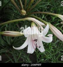 Image result for Crinum lugardiae