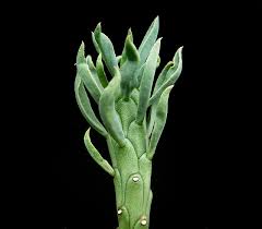 Image result for Euphorbia davyi