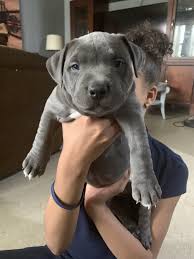 6 week old female pups, heavy muscletone pedigree, pocket class. American Bully Puppies For Sale New York Ny 297648