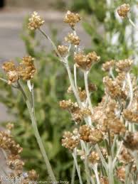 Image result for Pseudognaphalium luteo-album