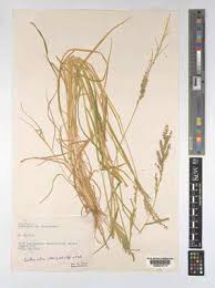 Image result for Eriochloa rovumensis