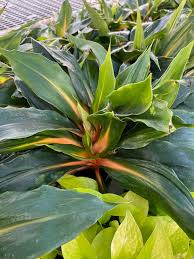 Image result for Chlorophytum Amaniense