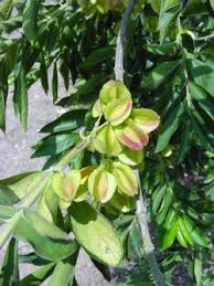 Image result for Combretum erythrophyllum