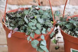 Image result for Ceropegia buchananii