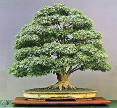 Bonsai A Growing Art Spreading Its Roots Across Sri Lanka Opinion Daily Mirror
