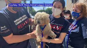 Collaborative rescue effort saves innocent dogs from unfathomable conditions. Dozens Of Rescued Puppies Arrive On Long Island Abc7 New York