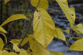 Image result for Buchnera libenii