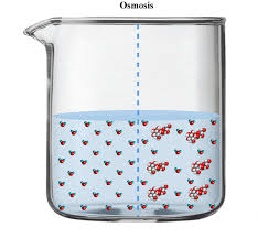 What is a structure of the cell membrane we now have drinks that are hydrating and contain high concentrations of dissolved solutes such as glucose and salts. Osmosis And Tonicity Cell Structure Quiz Quizizz